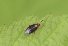 Rhinocapsus vanduzeei