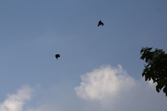 Corvus brachyrhynchos