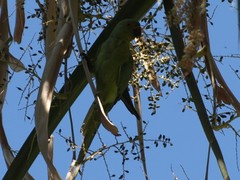 Psittacula krameri