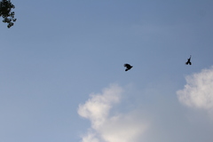 Corvus brachyrhynchos