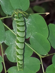 Polyura hebe plautus