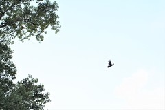 Corvus brachyrhynchos