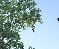 Corvus brachyrhynchos