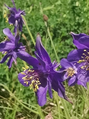Aquilegia confusa