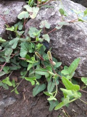 Aristolochia versabilifolia