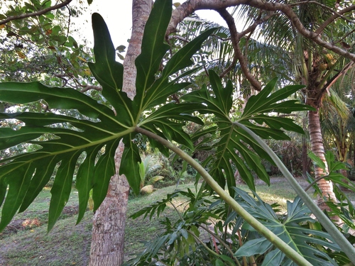 Split Leaf Climber