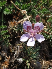 Erodium daucoides