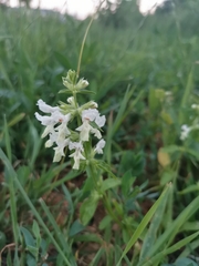 Stachys annua