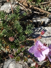 Erodium daucoides