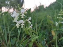 Stachys annua