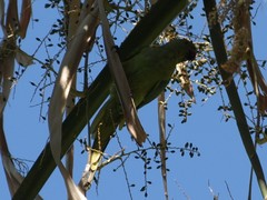 Psittacula krameri