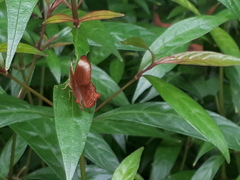 Abisara saturata kausambioides