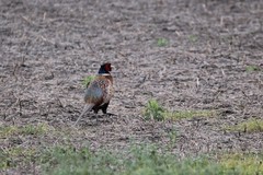 Phasianus colchicus torquatus