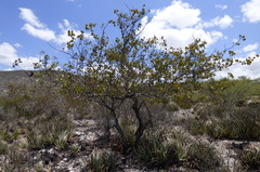 Senegalia crassifolia