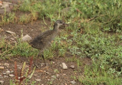 Rallus tenuirostris