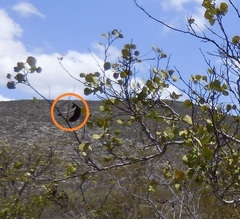 Senegalia crassifolia