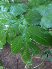 Amorphophallus johnsonii
