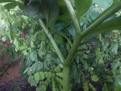 Amorphophallus johnsonii