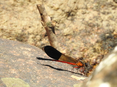 Euphaea cardinalis