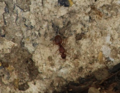 Pheidole fallax