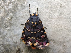 Polytela gloriosae