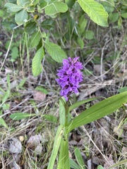 Dactylorhiza praetermissa