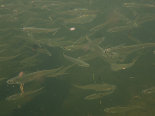 Gray's grenadier anchovy (Coilia grayii) — Engraulidae — 4