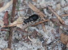 Cicindela abdominalis