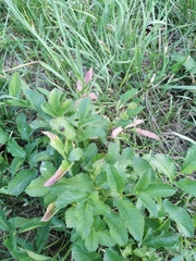 Chaerophyllum aromaticum