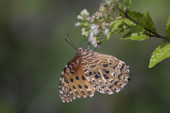 Anetia