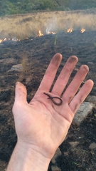 Scelotes mossambicus