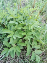 Chaerophyllum aromaticum