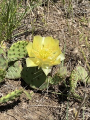 Opuntia cymochila