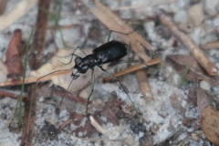 Cicindela abdominalis