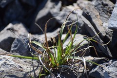 Carex rupestris