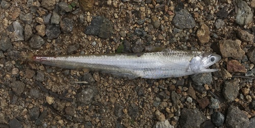 Gray's grenadier anchovy (Coilia grayii) — Engraulidae — 2