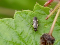 Plagiognathus obscurus