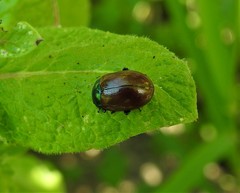 Chrysolina polita