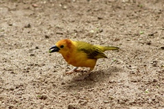 Ploceus castaneiceps
