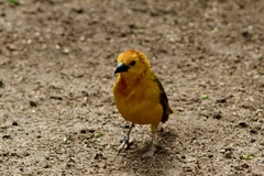 Ploceus castaneiceps