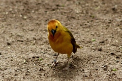 Ploceus castaneiceps