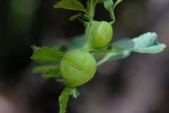 Diplolepis nodulosa