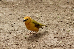 Ploceus castaneiceps