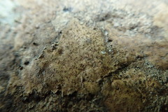 Ionaspis lacustris