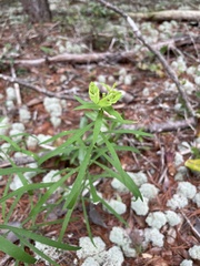 Euphorbia floridana