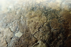 Ionaspis lacustris