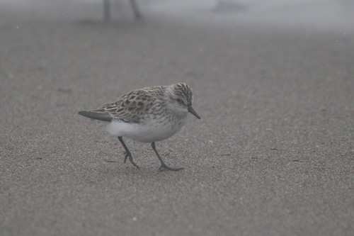 Correlimos semipalmeado (Calidris pusilla)