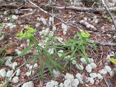 Euphorbia floridana