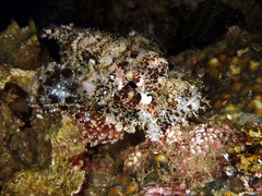 Scorpaenopsis barbata