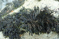 Schistidium rivulare